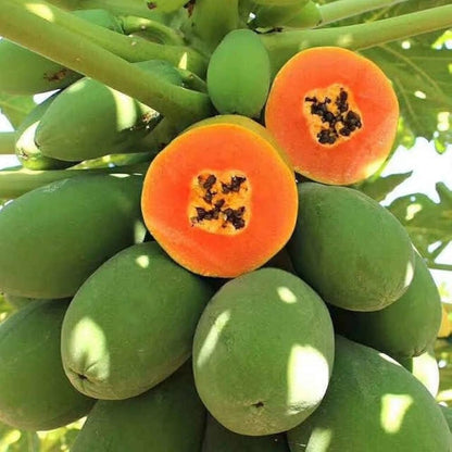 Dwarf Papaya Carica papaya Fruit Seeds for Planting – Heirloom Non-GMO Garden Seeds
