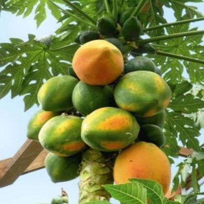 Papaya Carica papaya Seeds for Planting – Heirloom Non-GMO Papaya Seeds