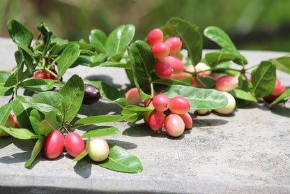 Carandas cherry fruit plant with glossy green leaves, thorny branches, and clusters of ripening red and dark purple berries.