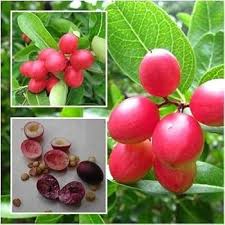 Carissa Lime Berry fruit seeds for planting – heirloom Non-GMO garden variety