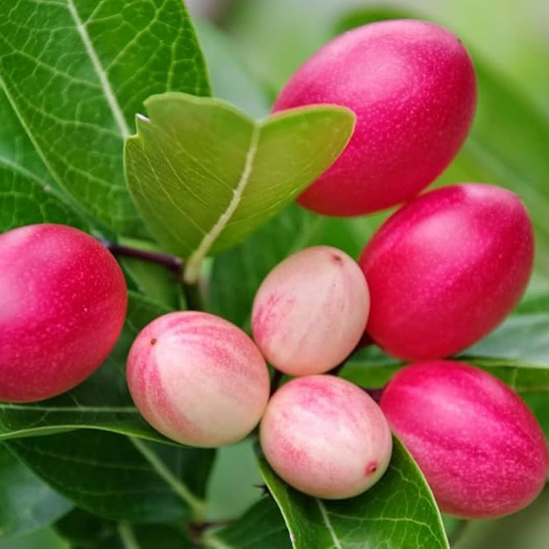 Carissa Lime Berry fruit seeds for planting – heirloom Non-GMO garden variety