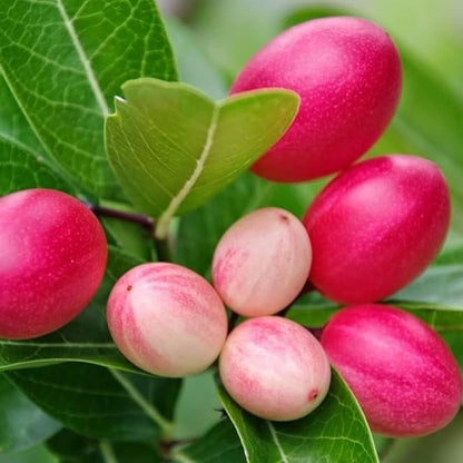Carissa Lime Berry fruit seeds for planting – heirloom Non-GMO garden variety