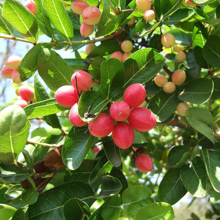 Carissa Lime Berry fruit seeds for planting – heirloom Non-GMO garden variety