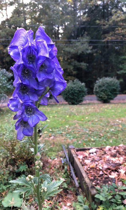 Chinese aconite (Aconitum carmichaelii) with tall stems of deep blue-violet hood-shaped flowers and dark green divided foliage in a perennial garden.