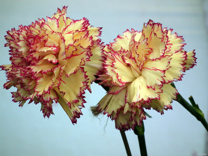 Yellow Purple Carnation Flower Seeds for Planting – Heirloom Non-GMO Long Bloom Garden Seeds