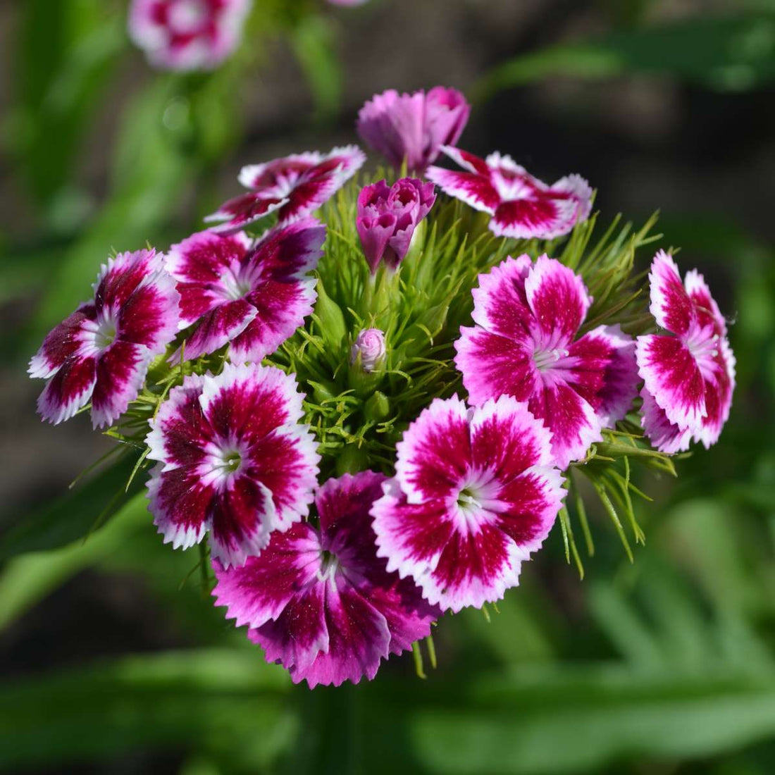 White Pink flower seeds