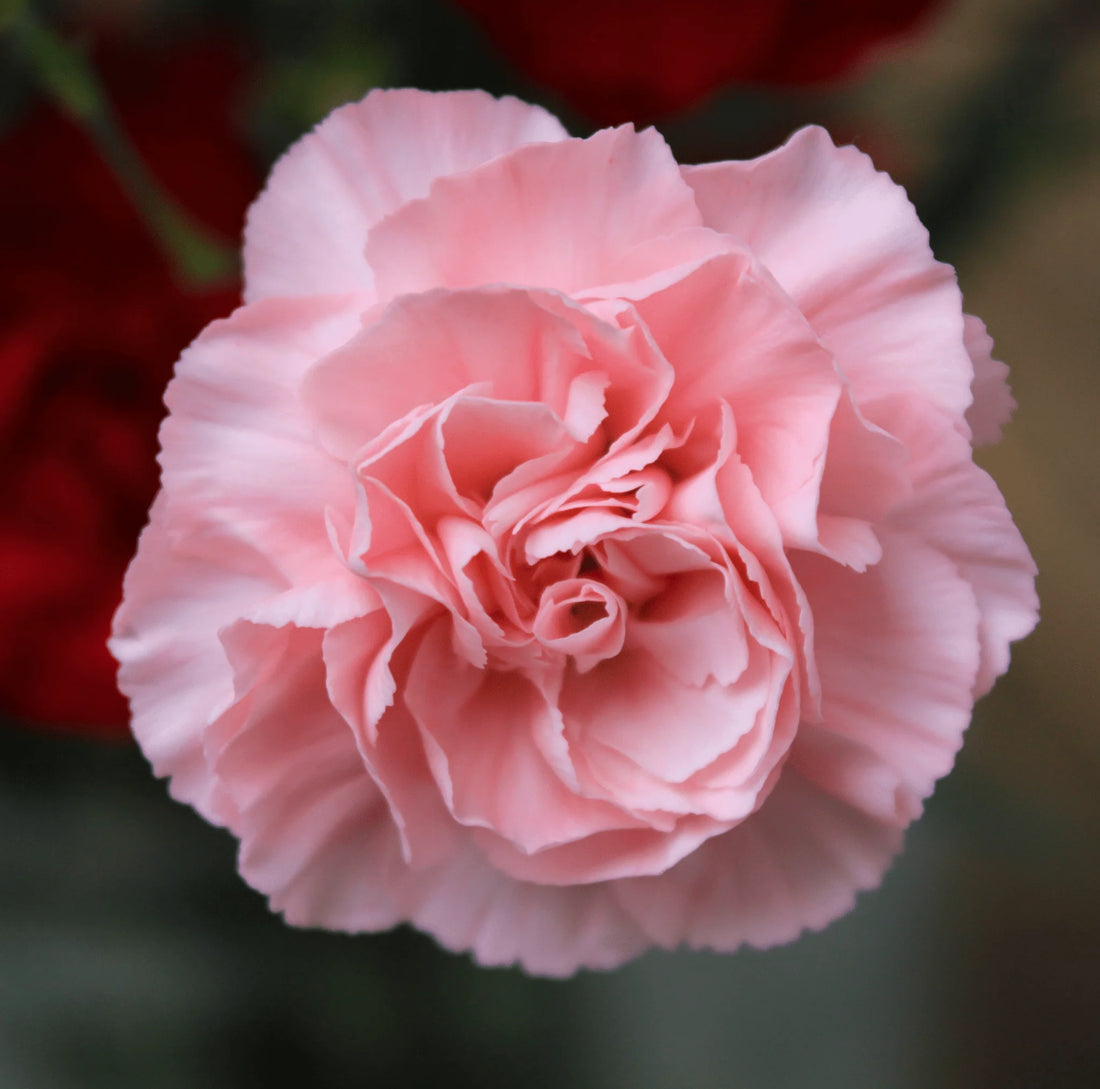 Pink Carnation flower seeds