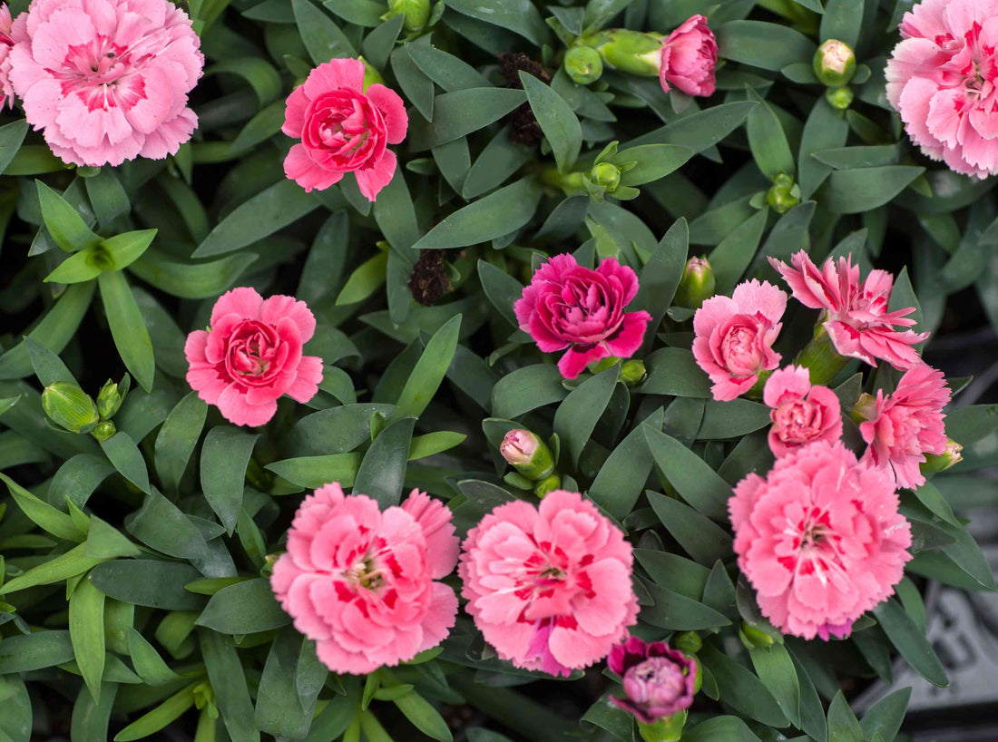 Carnation Perennial flower seeds