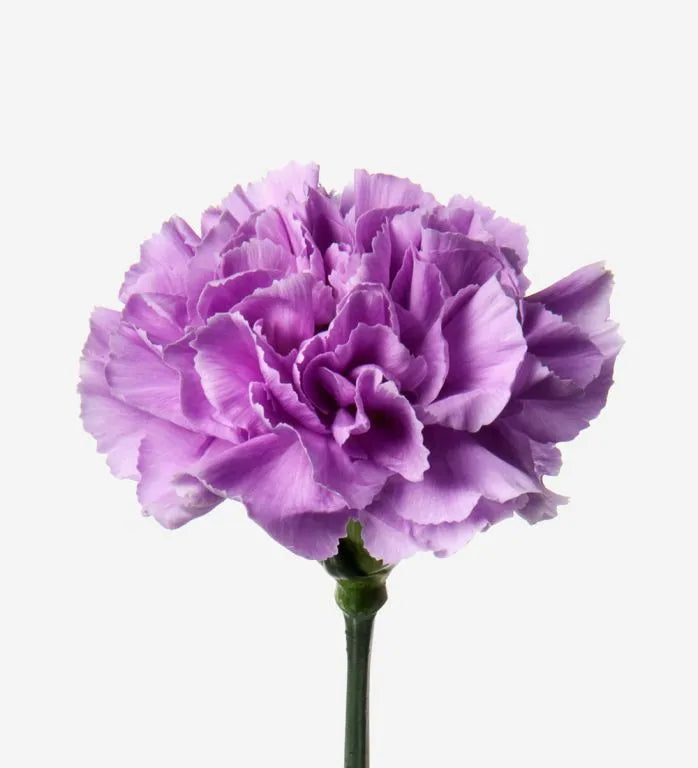 Violet Carnation flower seeds