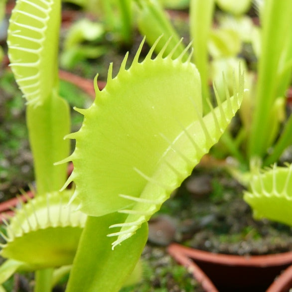 Green Venus Fly Trap plant with distinctive carnivorous traps growing in a container
