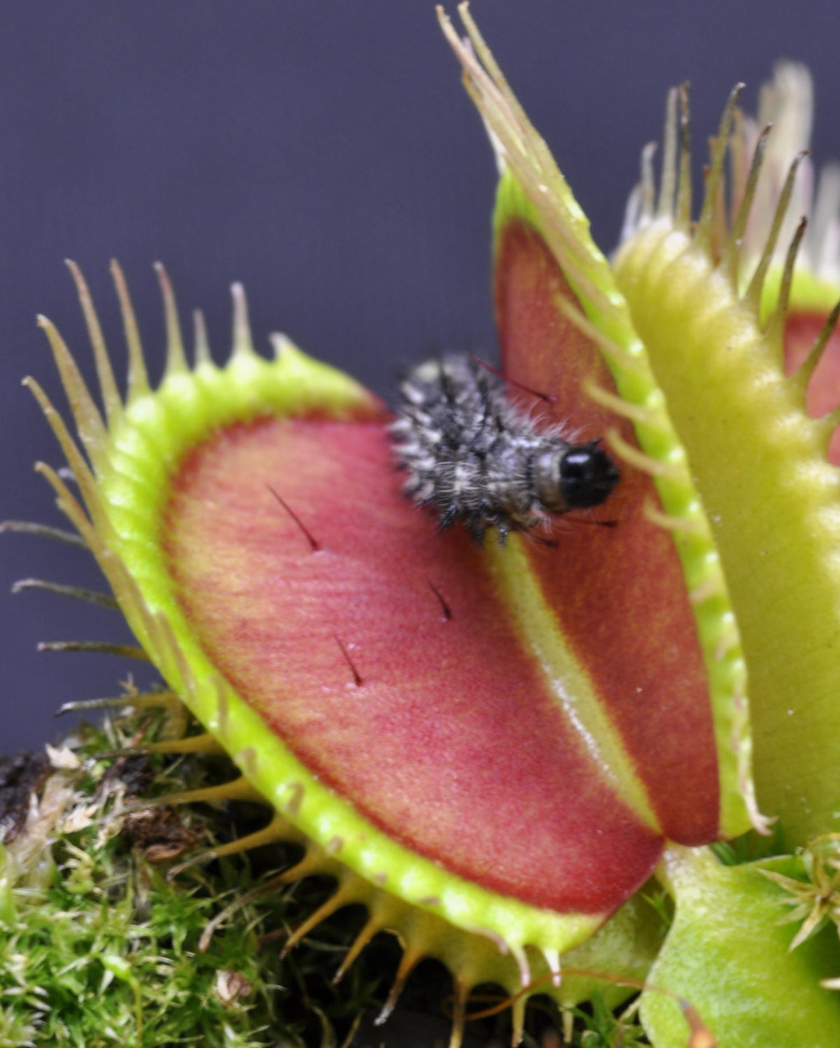 Carnivorous Venus Fly Trap plant with green and reddish insect-catching traps