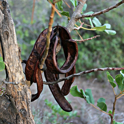 Black Carob Tree Seeds for Planting – Heirloom Non-GMO Garden Seeds