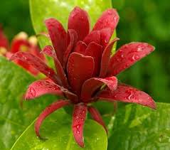 Carolina Allspice Shrub Growing in Cottage Garden