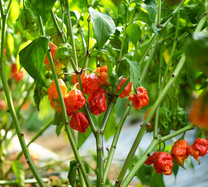 Carolina Reaper Pepper Seeds