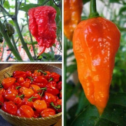 Carolina Vegetable Seed Mix for Planting – Heirloom Non-GMO Garden Seeds