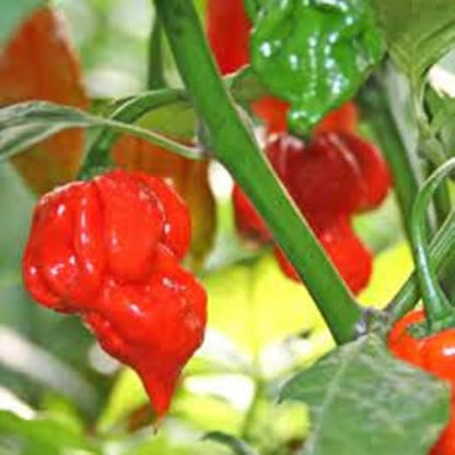 Carolina Vegetable Seed Mix