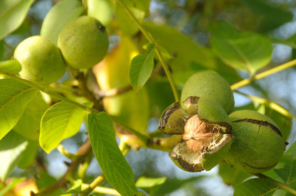 English Walnut Tree Seeds for Planting – Heirloom Non-GMO Garden Seeds