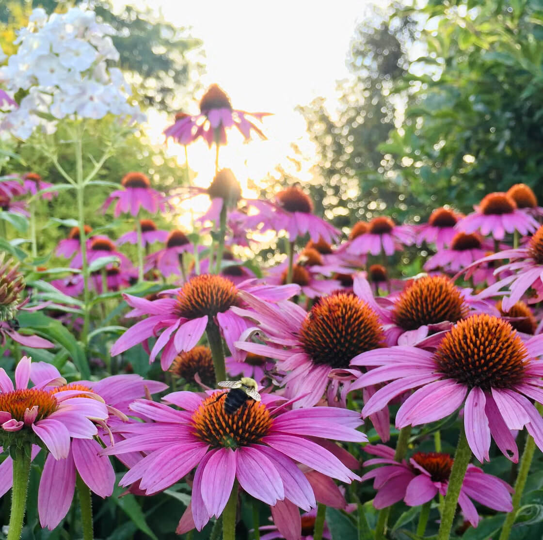 and Butterflies Coneflower plant