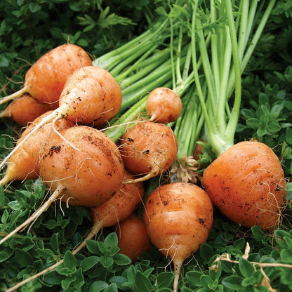 Parisian Carrot Seeds for Planting – Heirloom Round Carrot Seeds
