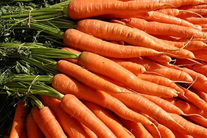 Carrot Vegetable Seeds for Planting – Heirloom Non-GMO Garden Seeds