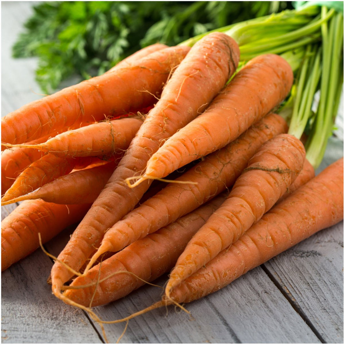Carrot Seeds