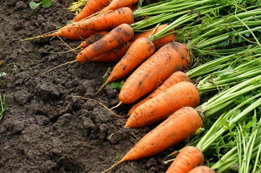 Garden Carrot Seeds