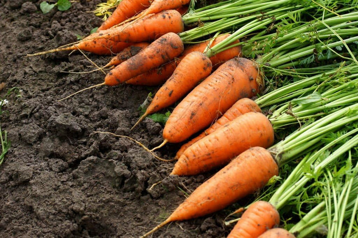 Garden Carrot Seeds