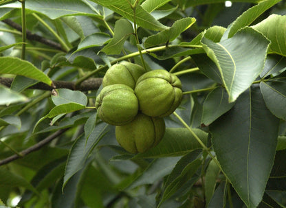 Green Shagbark Hickory Tree Seeds for Planting – Heirloom Non-GMO Garden Seeds