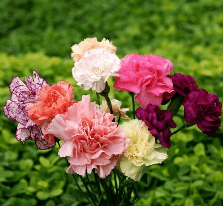 Caryophyllus flower seeds for planting with colorful carnation blooms