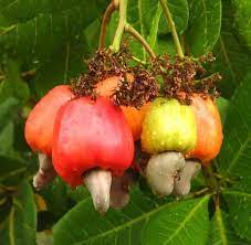 cashew nut seeds