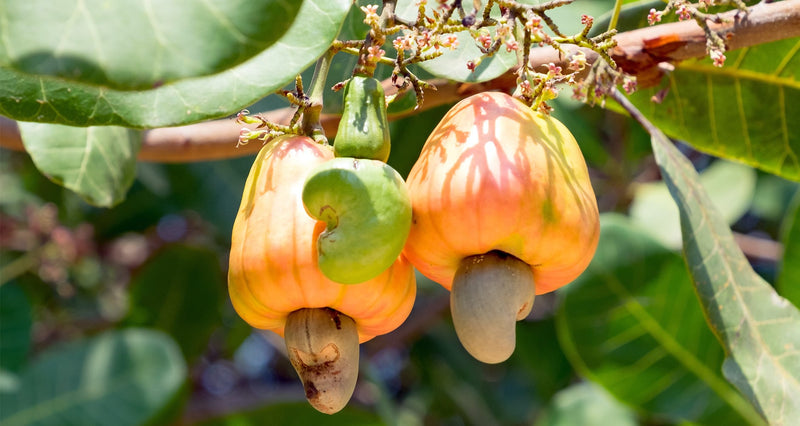 Cashew Nut Tree Seeds for Planting – Heirloom Non-GMO Garden Seeds
