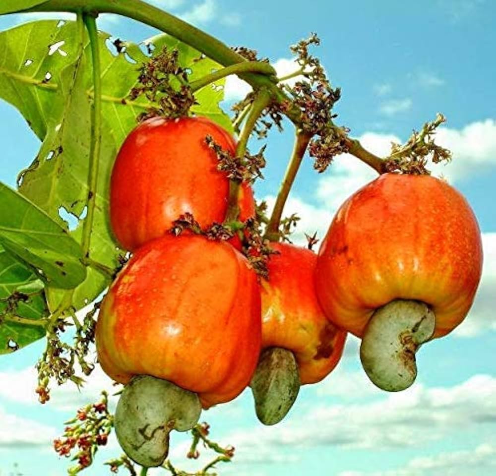 red yellow cashew seeds