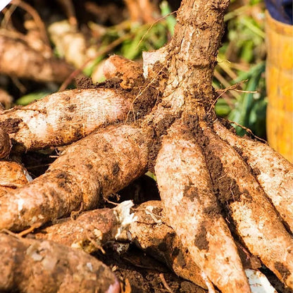 Cassava plant with underground roots growing in a tropical garden