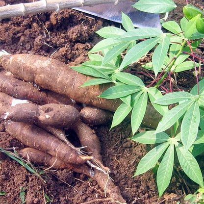 Cassava plant with underground roots growing in a tropical garden