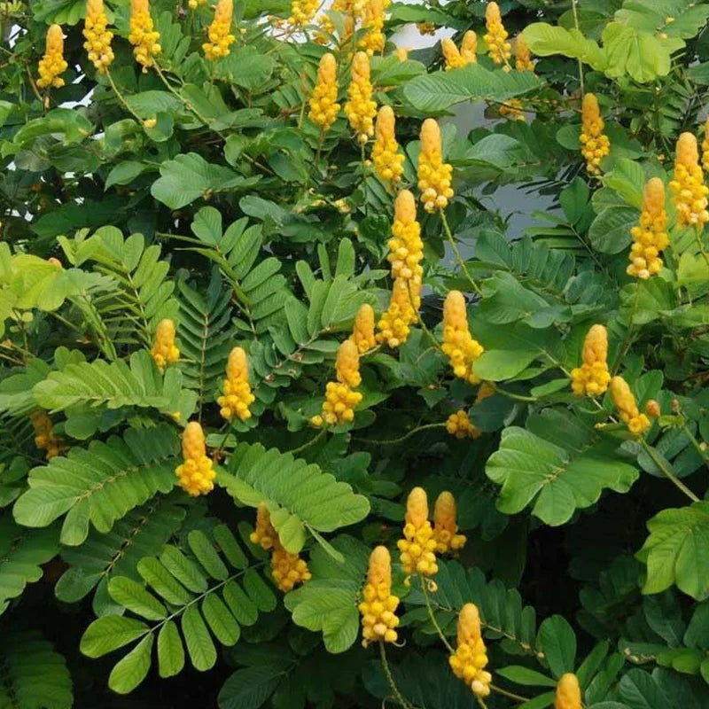 Yellow Cassia flower seeds