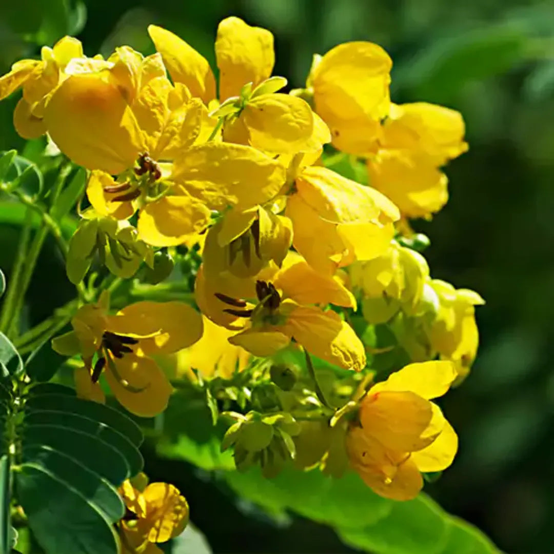 Cassia flower seeds