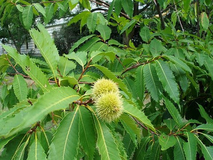 American Chestnut Castanea dentata Tree Seeds for Planting – Heirloom Non-GMO Garden Seeds