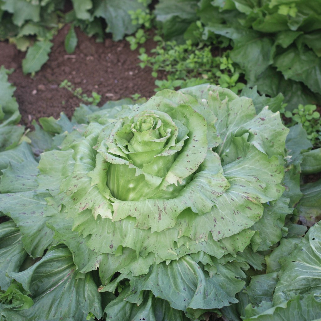 Castelfranco Radicchio flower seeds