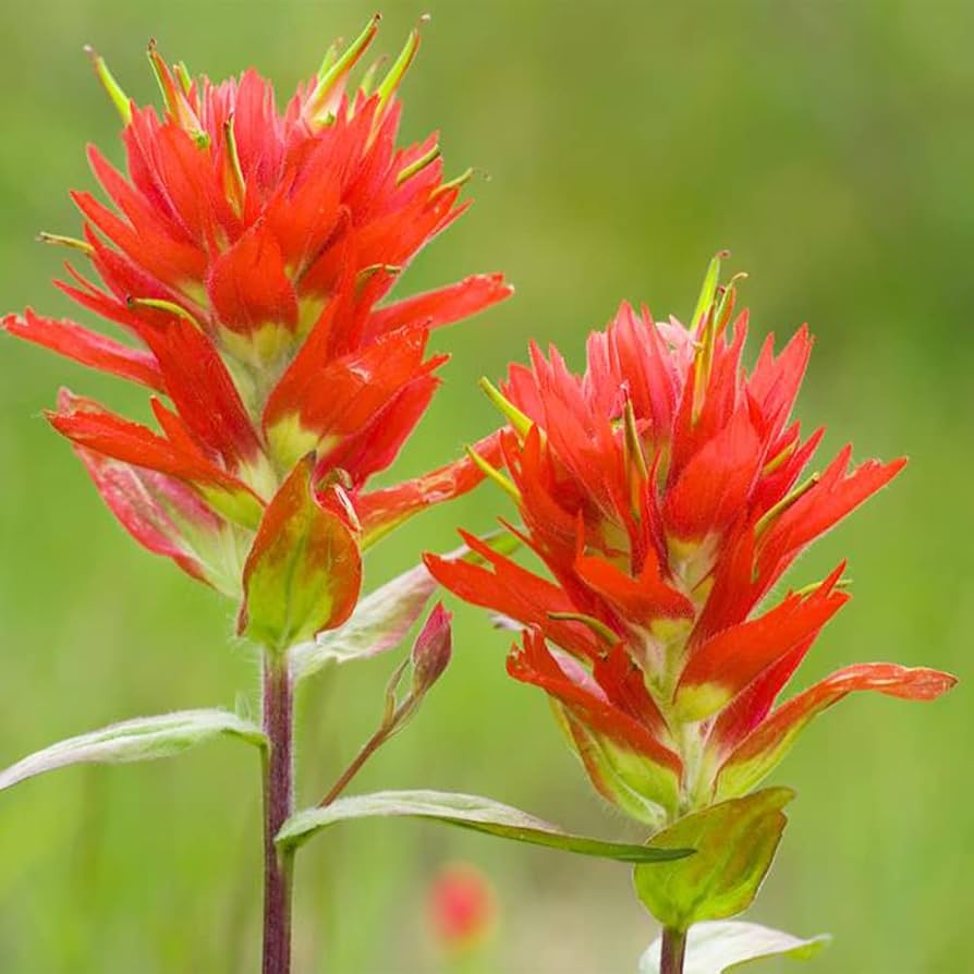 Castilleja Miniata flower seeds