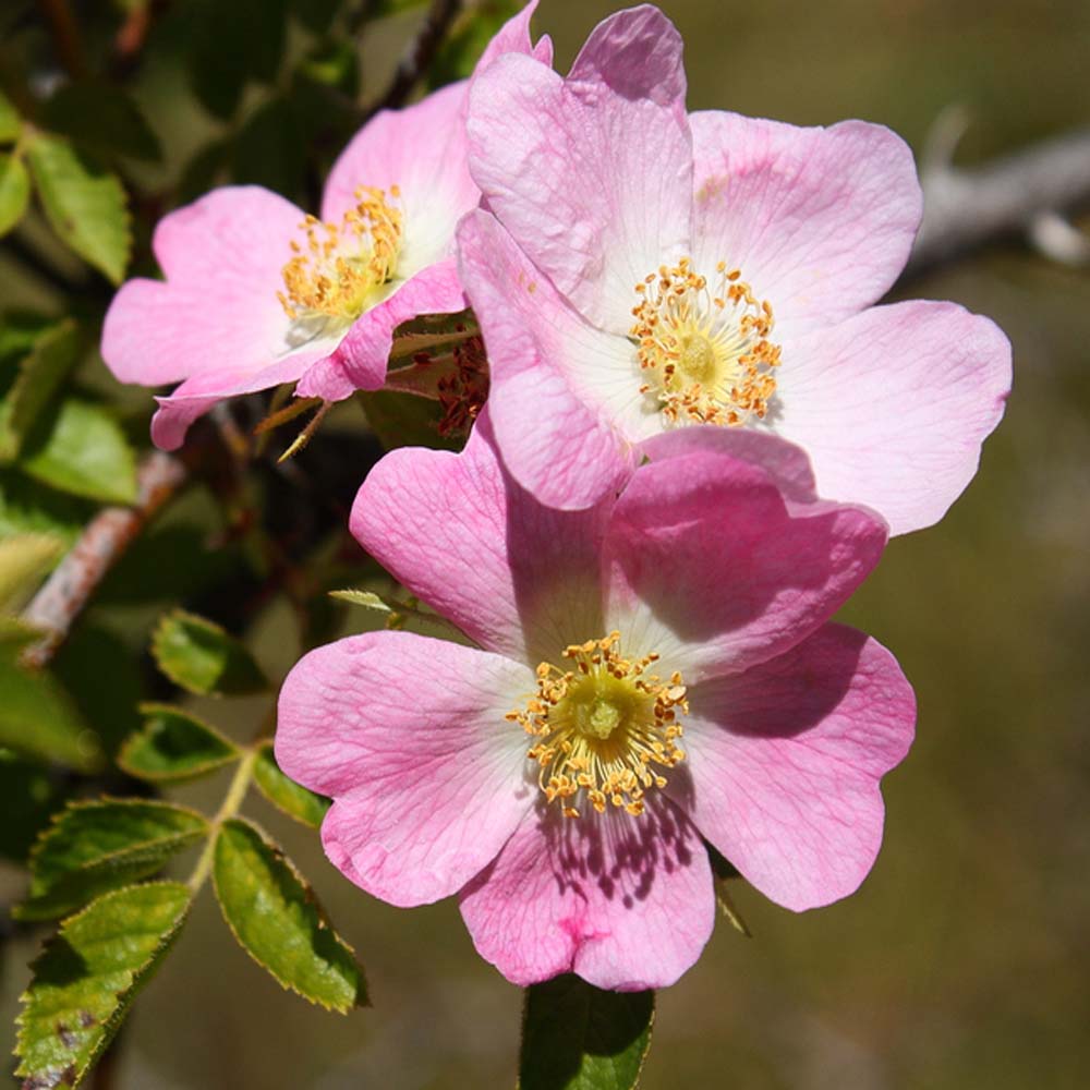 Canine Rose flower seeds