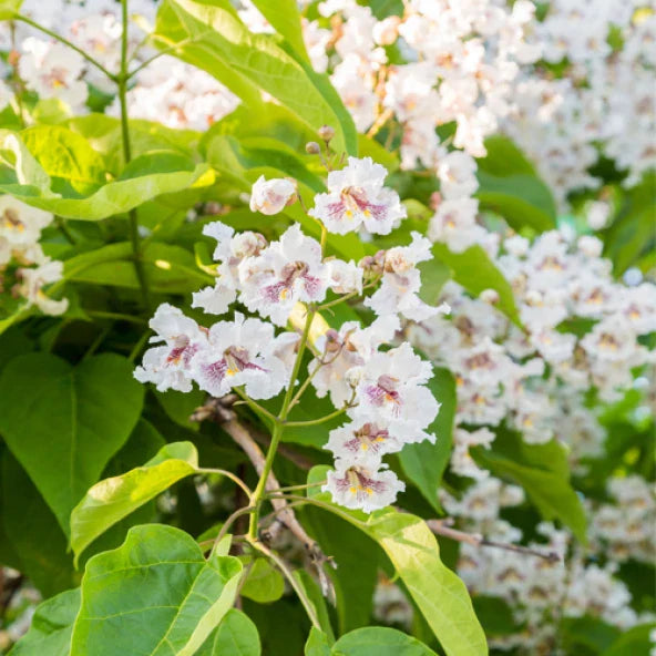 Catalpa flower seeds
