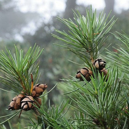 cathaya tree seeds