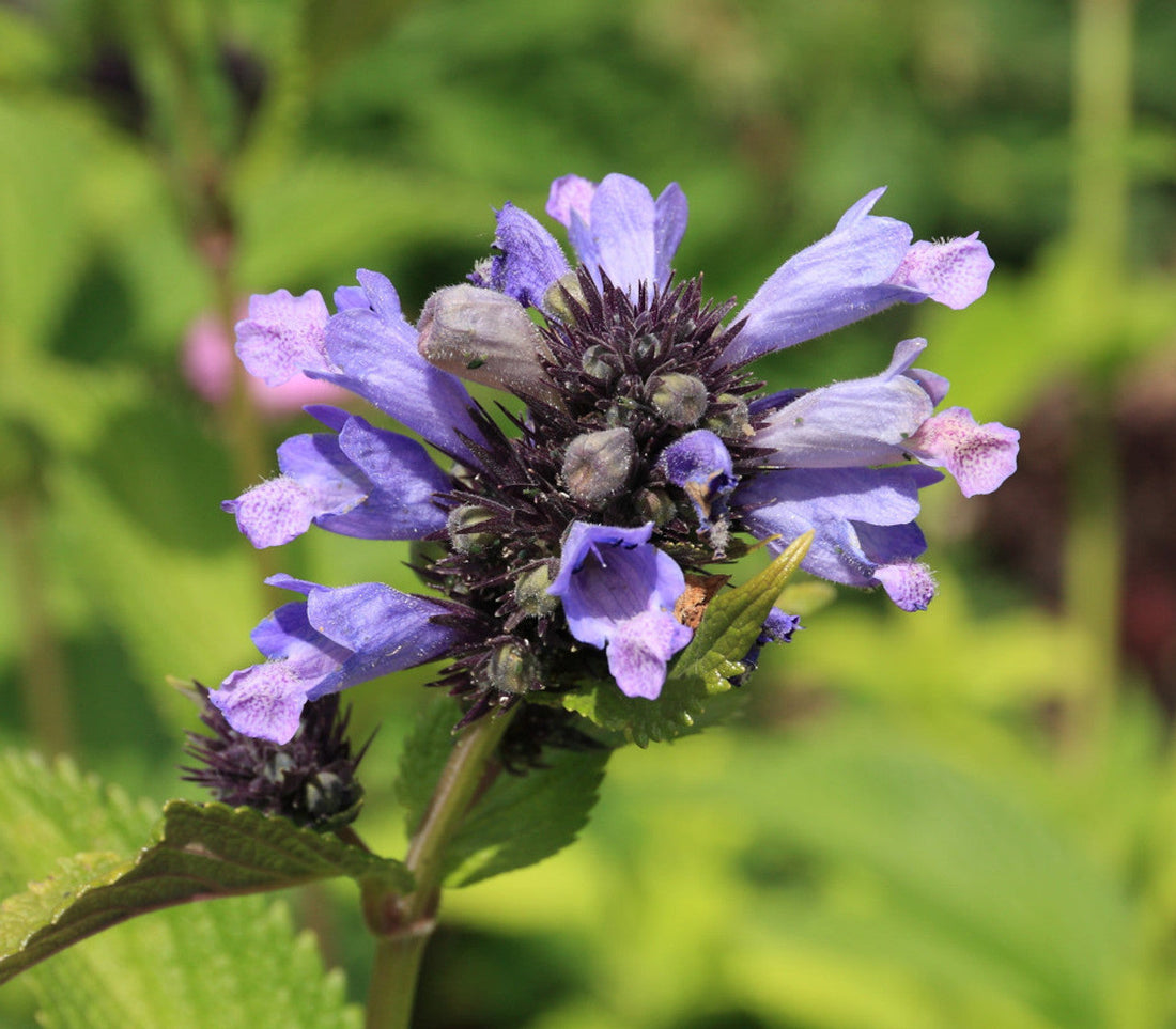 Japanese Catnip Herb Seeds for Planting – Heirloom Non-GMO Garden Seeds