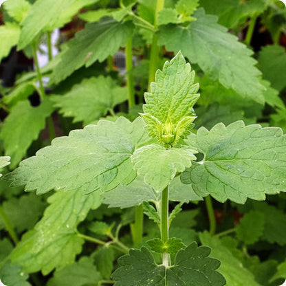 Catnip Herb Seeds for Planting – Heirloom Non-GMO Garden Seeds