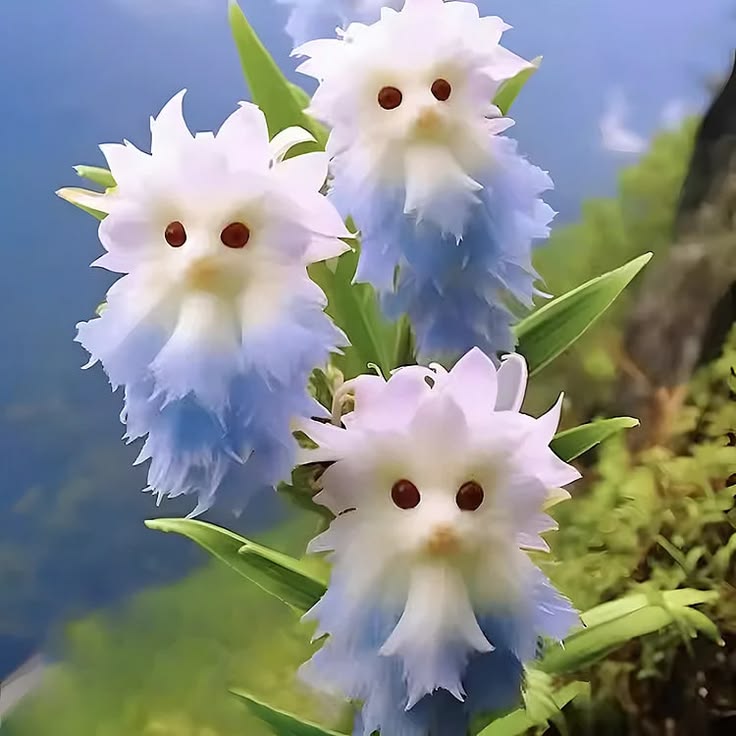 Cat’s Eye Dazzle flower plant displayed in an ornamental garden, showcasing its decorative flowering appearance for home gardening.
