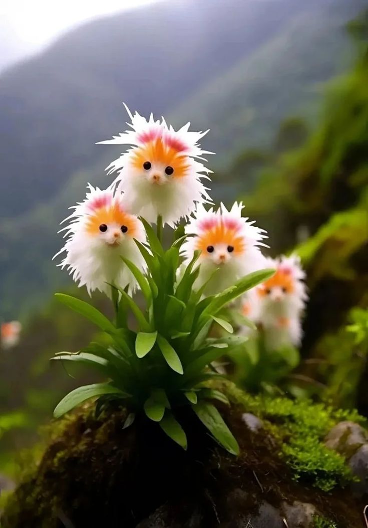 Cat’s Eye Dazzle flower plant displayed in an ornamental garden, showcasing its decorative flowering appearance for home gardening.