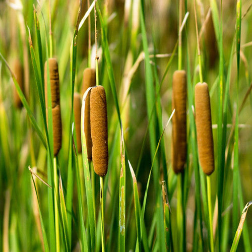 Cattail flower seeds