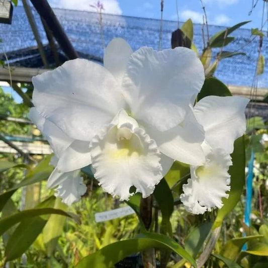 White Cattleya flower seeds