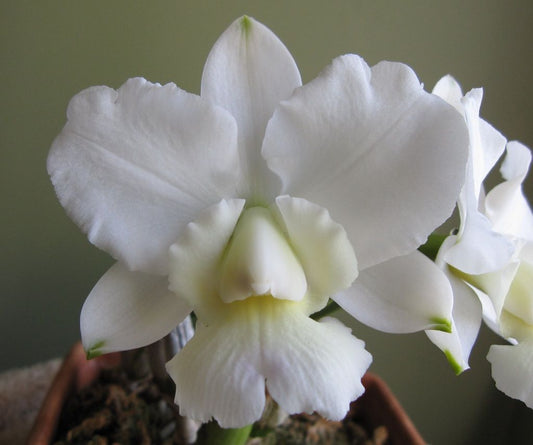 White Cattleya flower seeds