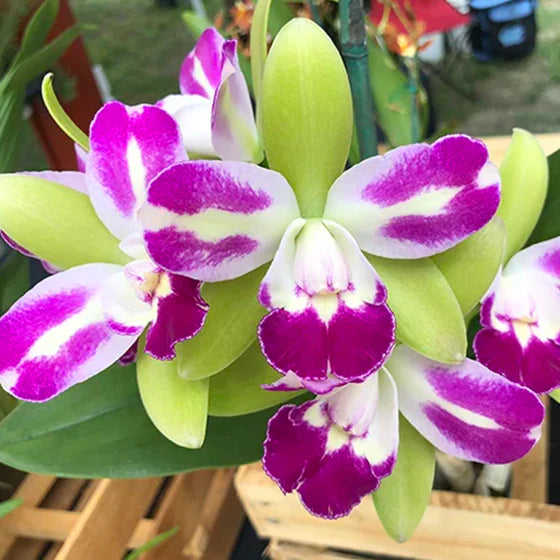 Green Cattleya flower seeds
